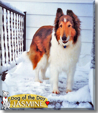 Jasmine, the Dog of the Day