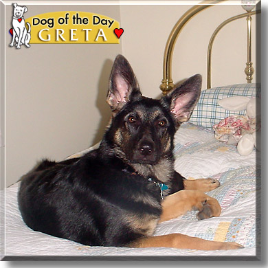 Greta, the Dog of the Day