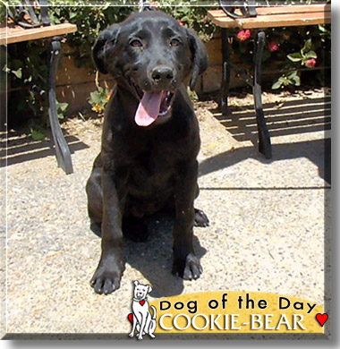 Cookie-Bear, the Dog of the Day