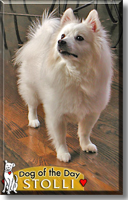 Stolli, the Dog of the Day