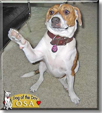 Osa, the Dog of the Day