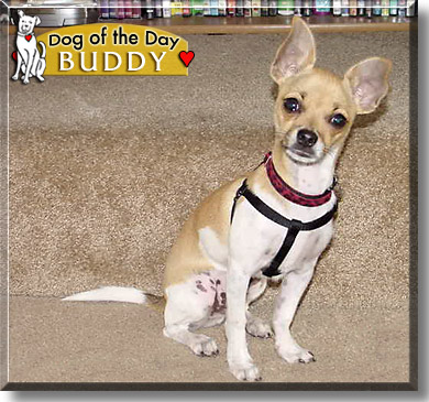 Buddy, the Dog of the Day