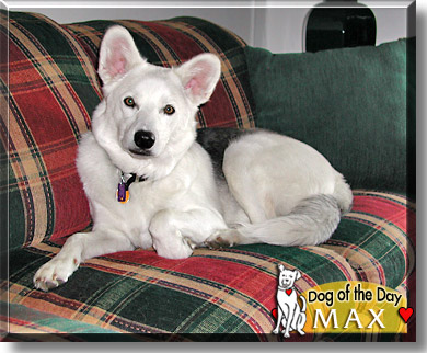 Max, the Dog of the Day