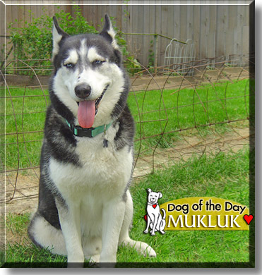 Mukluk, the Dog of the Day