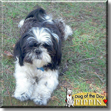 Pippin, the Dog of the Day