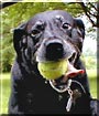 Pepper