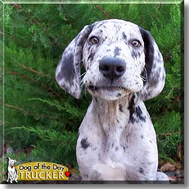Trucker, the Dog of the Day