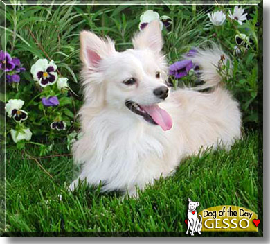 Gesso, the Dog of the Day