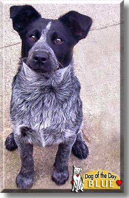 Blue, the Dog of the Day