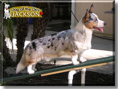 Jackson, the Dog of the Day