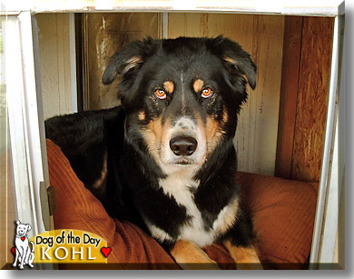 Kohl, the Dog of the Day
