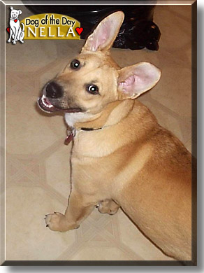 Nella, the Dog of the Day