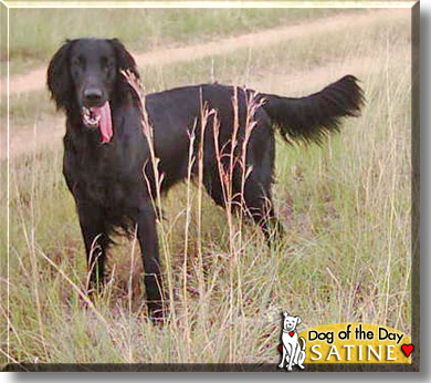 Satine, the Dog of the Day