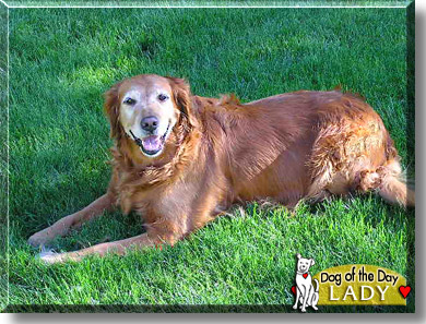 Lady, the Dog of the Day