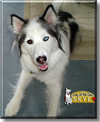 Skye, the Dog of the Day