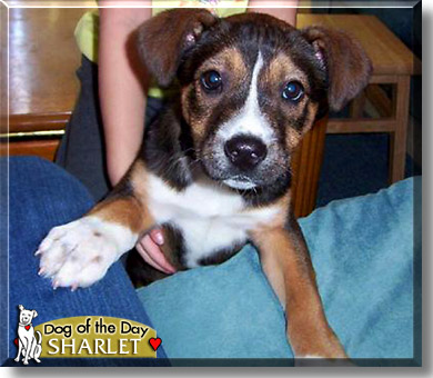 Sharlet, the Dog of the Day