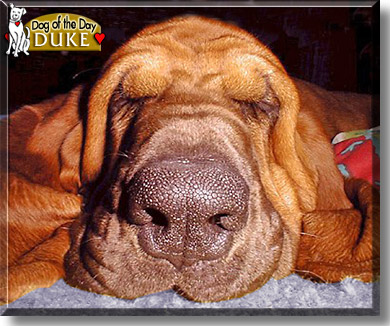 Duke, the Dog of the Day