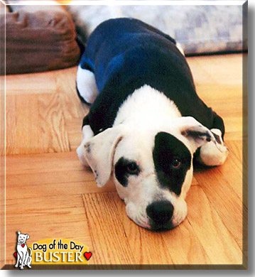 Buster, the Dog of the Day