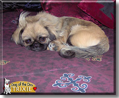 Trixie, the Dog of the Day
