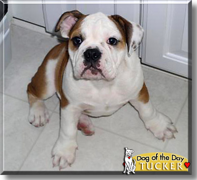Tucker, the Dog of the Day