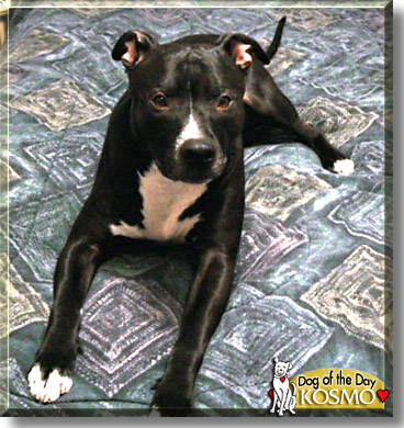 Kosmo, the Dog of the Day