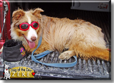 Zeke, the Dog of the Day