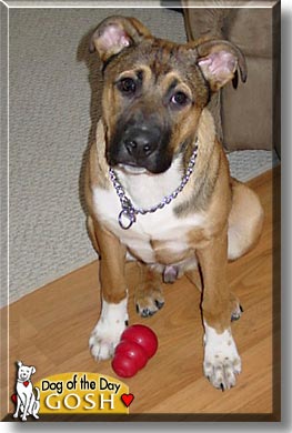Gosh, the Dog of the Day
