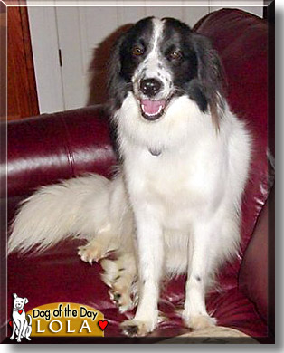 Lola, the Dog of the Day