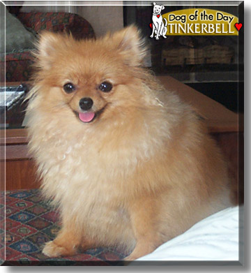 Tinkerbell, the Dog of the Day
