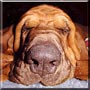 Duke