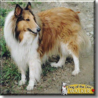 Walker, the Dog of the Day
