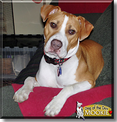 Mookie, the Dog of the Day