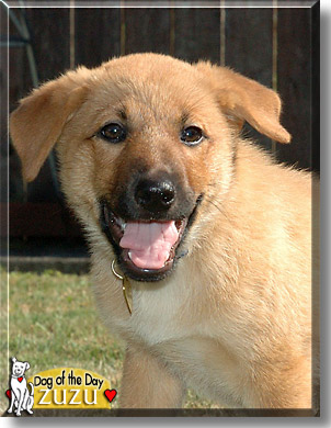 Zuzu, the Dog of the Day