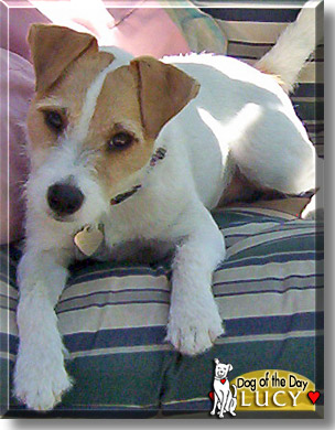 Lucy, the Dog of the Day