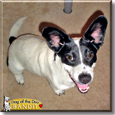 Bandit, the Dog of the Day
