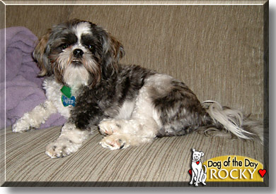 Rocky, the Dog of the Day