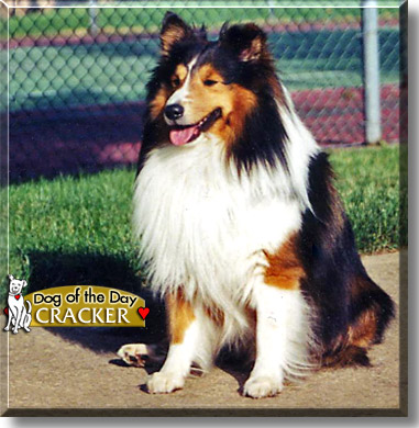 Cracker, the Dog of the Day