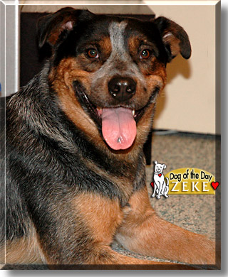 Zeke, the Dog of the Day