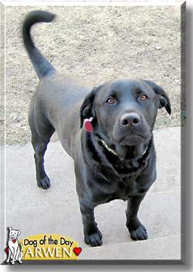 Arwen, the Dog of the Day