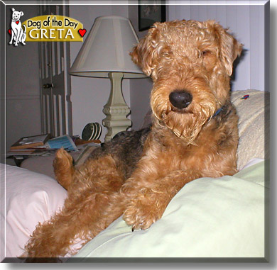 Greta P., the Dog of the Day