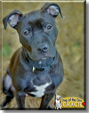 Gracie, the Dog of the Day