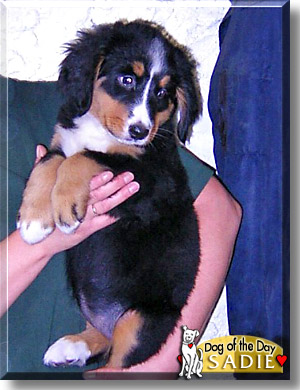 Sadie, the Dog of the Day