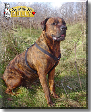 Bully, the Dog of the Day