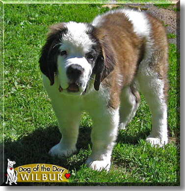Wilbur, the Dog of the Day