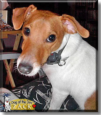Zack, the Dog of the Day