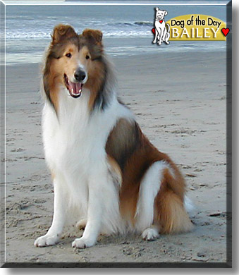 Bailey, the Dog of the Day