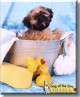 Chelsea, the Dog of the Day
