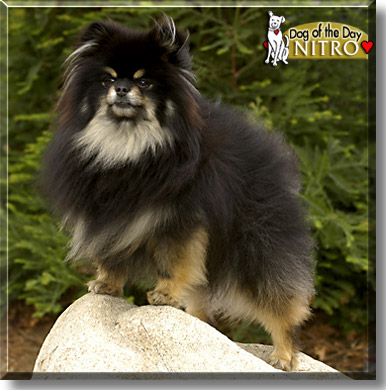 Nitro, the Dog of the Day
