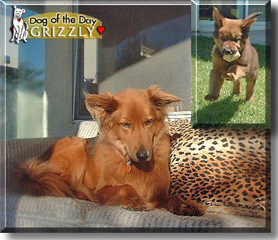 Grizzly, the Dog of the Day