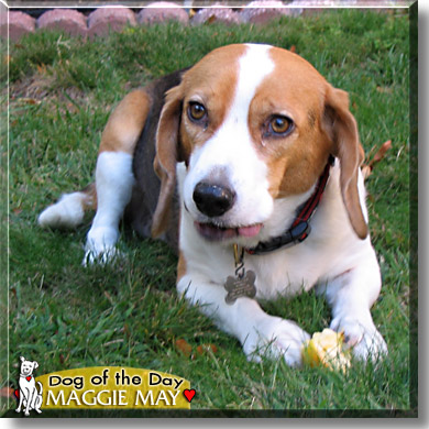Maggie May, the Dog of the Day
